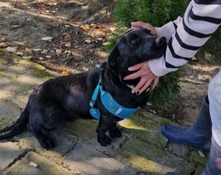 Málna sucht ein Zuhause