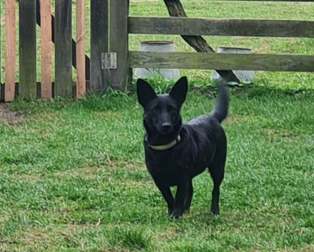 Málna sucht ein Zuhause