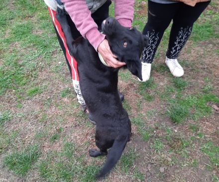 Málna sucht ein Zuhause