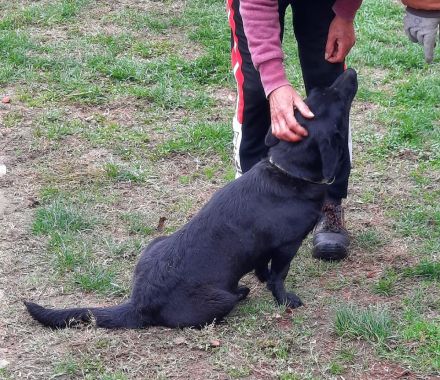 Málna sucht ein Zuhause