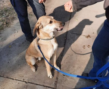 Oskár sucht ein Zuhause