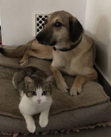 Oskár sucht ein Zuhause