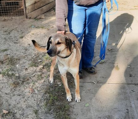 Oskár sucht ein Zuhause