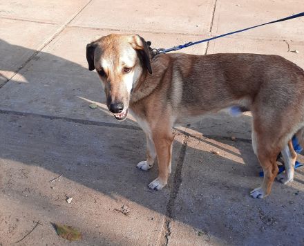 Oskár sucht ein Zuhause