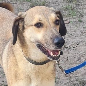 Oskár sucht ein Zuhause