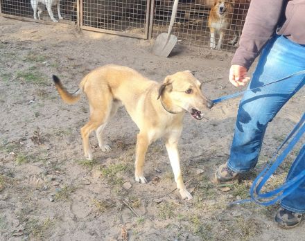 Oskár sucht ein Zuhause