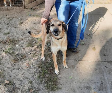 Oskár sucht ein Zuhause