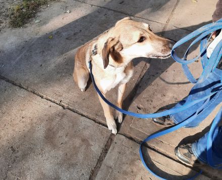 Oskár sucht ein Zuhause