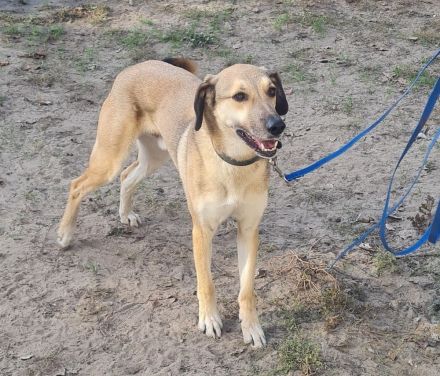 Oskár sucht ein Zuhause