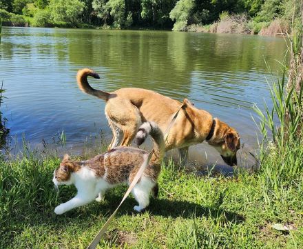 Oskár sucht ein Zuhause