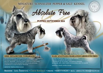 Zwergschnauzer pfeffer und salz