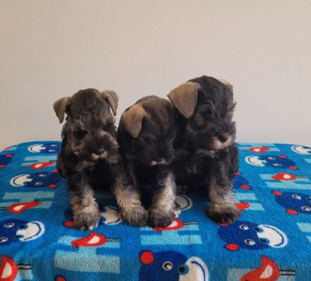 Zwergschnauzer pfeffer und salz