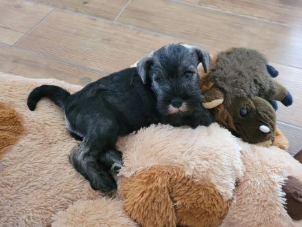 Zwergschnauzer pfeffer und salz