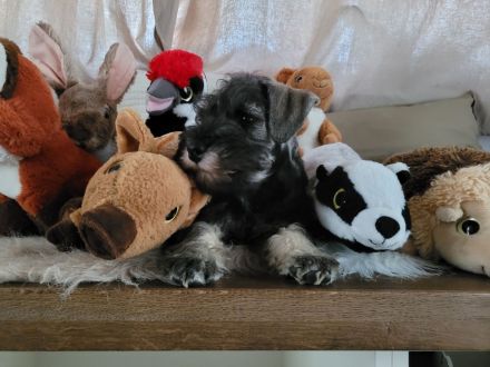 Zwergschnauzer pfeffer und salz