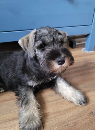 Zwergschnauzer pfeffer und salz