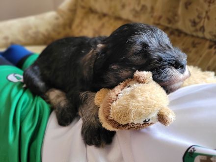 Zwergschnauzer pfeffer und salz