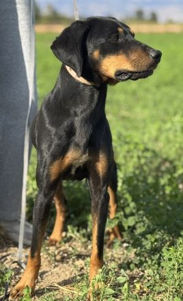 Zwölf, geb. ca. 10/2021, lebt in GRIECHENLAND, auf einer privaten Pflegestelle