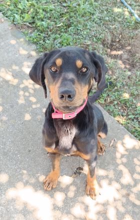 Zwölf, geb. ca. 10/2021, lebt in GRIECHENLAND, auf einer privaten Pflegestelle