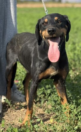 Zwölf, geb. ca. 10/2021, lebt in GRIECHENLAND, auf einer privaten Pflegestelle