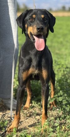 Zwölf, geb. ca. 10/2021, lebt in GRIECHENLAND, auf einer privaten Pflegestelle