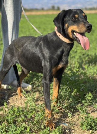 Zwölf, geb. ca. 10/2021, lebt in GRIECHENLAND, auf einer privaten Pflegestelle