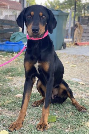 Zwölf, geb. ca. 10/2021, lebt in GRIECHENLAND, auf einer privaten Pflegestelle