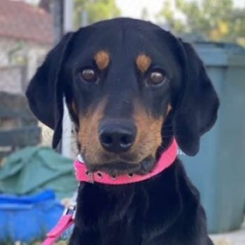 Zwölf, geb. ca. 10/2021, lebt in GRIECHENLAND, auf einer privaten Pflegestelle