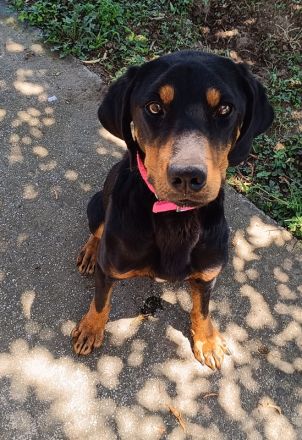 Zwölf, geb. ca. 10/2021, lebt in GRIECHENLAND, auf einer privaten Pflegestelle