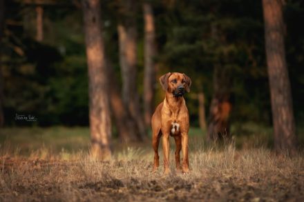 Rhodesian Ridgeback Welpen zum 24.04.2026 Seriöse FCI-Zucht seit 2009