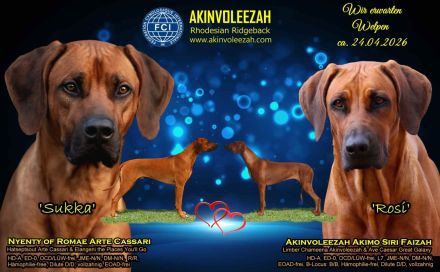 Rhodesian Ridgeback Welpen zum 24.04.2026 Seriöse FCI-Zucht seit 2009