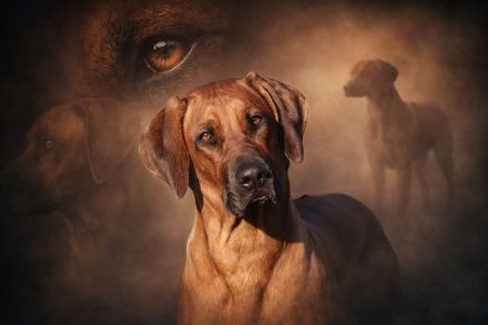 Rhodesian Ridgeback Welpen zum 24.04.2026 Seriöse FCI-Zucht seit 2009