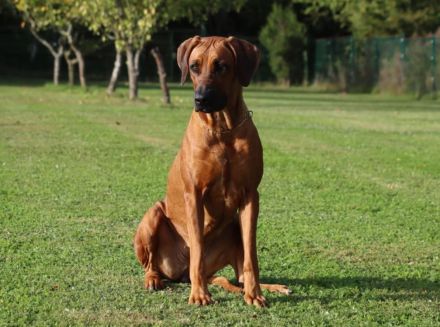 Rhodesian Ridgeback Welpen Wurfplanung für Januar 2025! Seriöse FCI-Zucht seit 2009