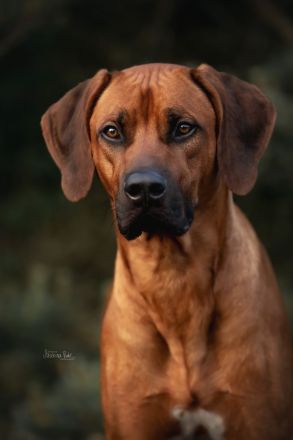 Rhodesian Ridgeback Welpen zum 24.04.2026 Seriöse FCI-Zucht seit 2009