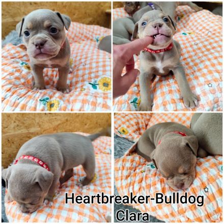 Old English Bulldog Welpen