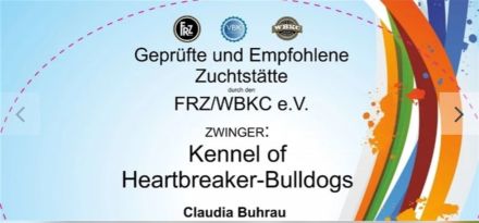 Old English Bulldog Welpen