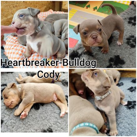 Old English Bulldog Welpen