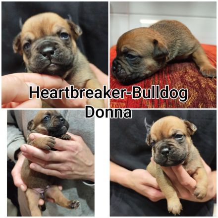 Old English Bulldog Welpen