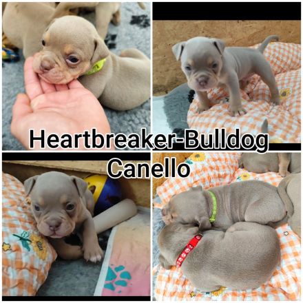 Old English Bulldog Welpen