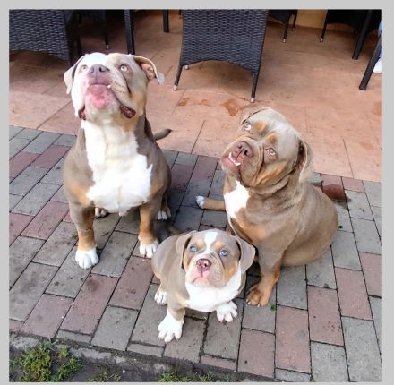 Old English Bulldog Welpen