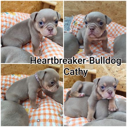 Old English Bulldog Welpen