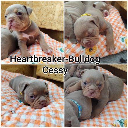 Old English Bulldog Welpen