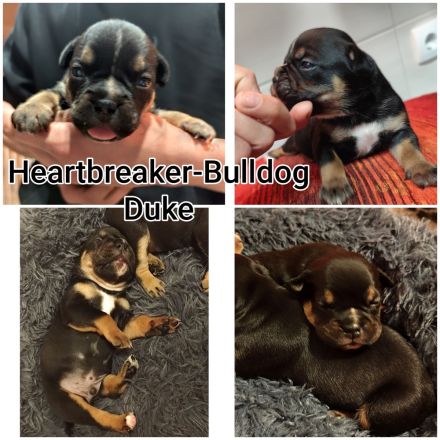 Old English Bulldog Welpen