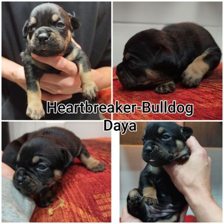 Old English Bulldog Welpen