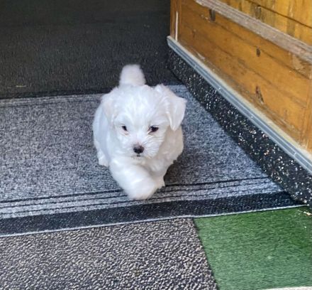 Malteser Welpen reinrassig Rüde