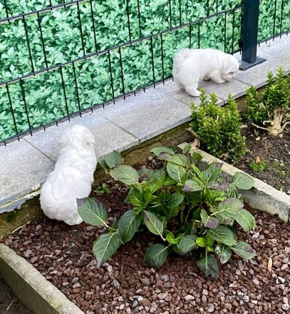 Malteser Welpen reinrassig Rüde