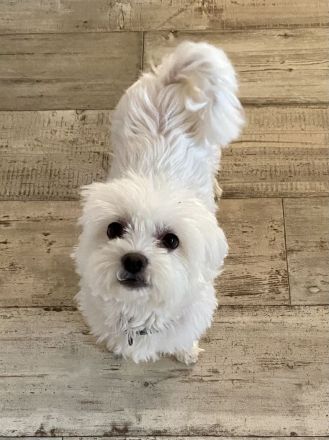 Malteser Welpen reinrassig Rüde