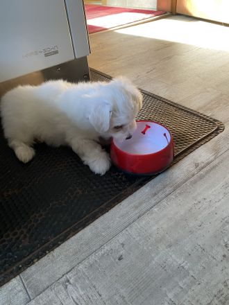 Malteser Welpen reinrassig Rüde