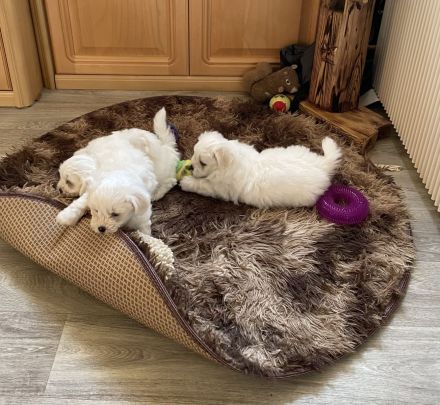 Malteser Welpen reinrassig Rüde