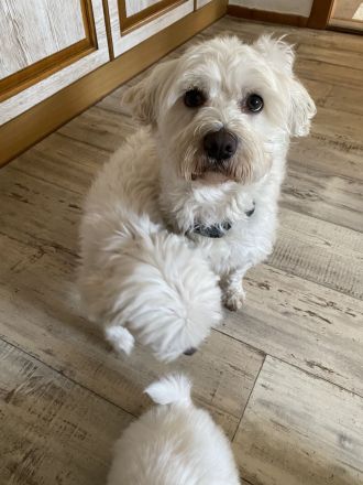 Malteser Welpen reinrassig Rüde