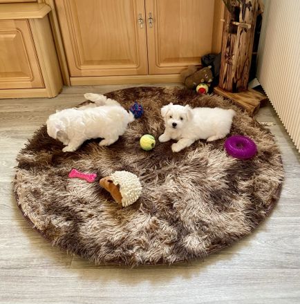 Malteser Welpen reinrassig Rüde